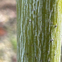 Acer pensylvanicum