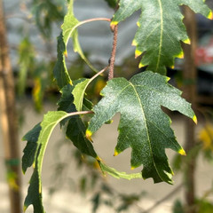 Betula pendula 'Laciniata'