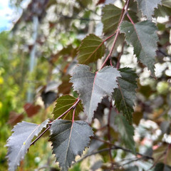 Betula pendula 'Purpurea'
