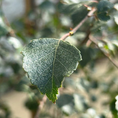 Betula pubescens