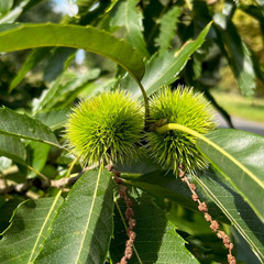 Castanea sativa