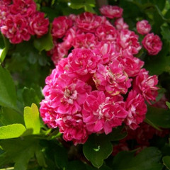 Crataegus laevigata 'Paul's Scarlet'