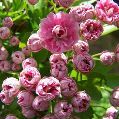 Crataegus laevigata 'Rosea Flore Pleno'
