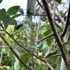 Crataegus x lavallei 'Carrierei