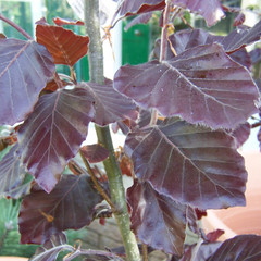 Fagus sylvatica 'Dawyk Purple'