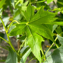 Liquidamber styraciflua 'Worplesden'