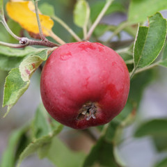 Malus baccata