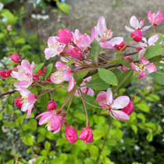 Malus floribunda