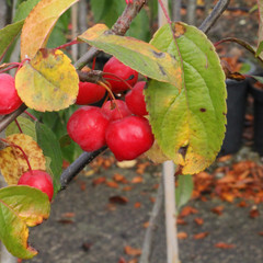 Malus x robusta 'Red Sentinel'