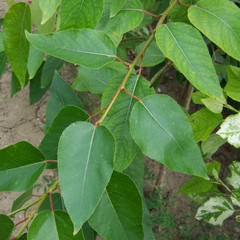 Populus trichocarpa