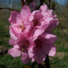 Prunus x amygdalopersica 'Spring Glow'