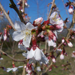 Prunus incisa