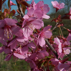 Prunus 'Kursar'