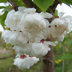 Prunus serrulata