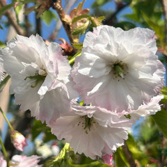 Prunus 'Shogetsu'