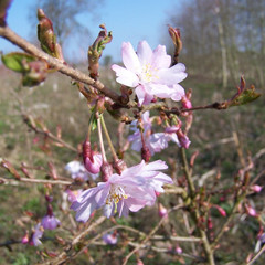 Prunus x subhirtella 'Autumnalis Rosea'