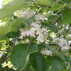 Sorbus aria