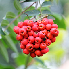 Sorbus aucuparia 'Sheerwater Seedling'