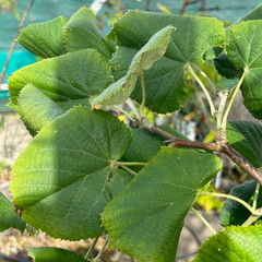 Tilia 'Petiolaris'