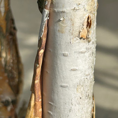 Betula utilis jaquemontii 'Grayswood Ghost'