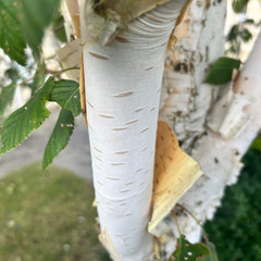 Betula utilis jaquemontii 'Silver Shadow'