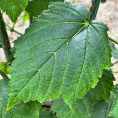 Acer davidii
