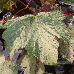 Acer pseudoplatanus 'Simon Louis Freres'