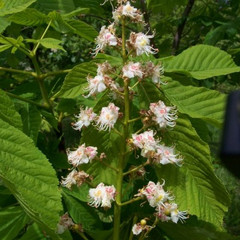 Aesculus hippocastanum Aesculus hippocastanum
