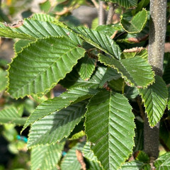 Carpinus betulus 'Fastigiata'