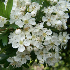 Crataegus monogyna Crataegus monogyna