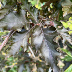 Fagus sylvatica 'Rohanii'