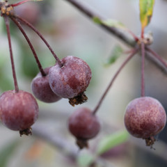 Malus x purpurea 'Aldenhamensis'
