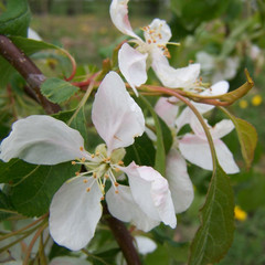 Malus x schiedeckeri 'Red Jade'