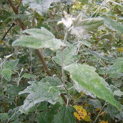 Populus alba
