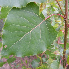 Populus x canadensis 'Serotina'