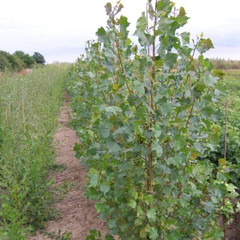 Populus nigra 'Italica'