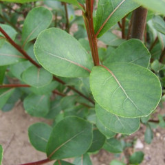 Populus simonii 'Obtusata'