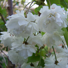 Prunus avium 'Plena'