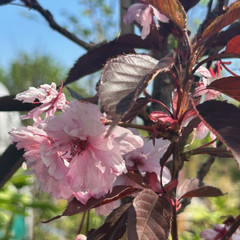 Prunus 'Royal Burgundy'