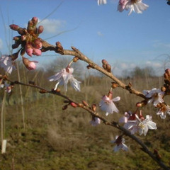 Prunus x subhirtella 'Autumnalis'