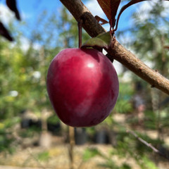 Prunus 'Trailblazer'
