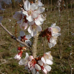 Prunus x yedoensis 'Ivensii'