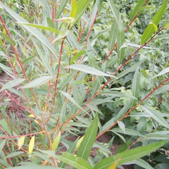 Salix alba vitellina