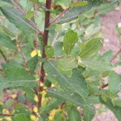 Salix caprea
