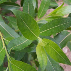 Salix daphnoides
