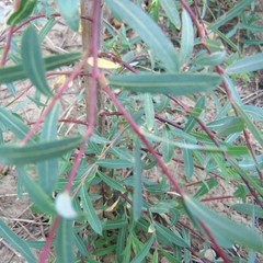 Salix purpurea 'Pendula'