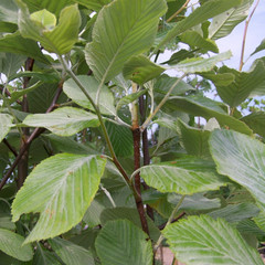 Sorbus aria 'Lutescens'