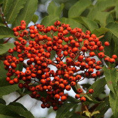 Sorbus sargentiana