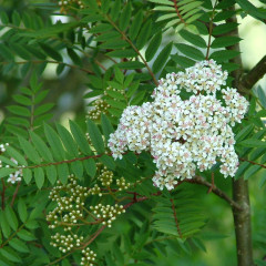 Sorbus vilmorinii