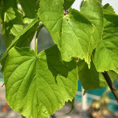 Tilia cordata Tilia cordata